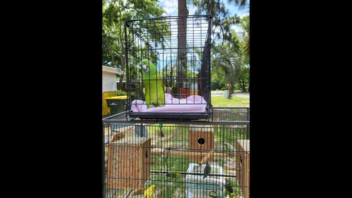 Rescuers saved around 127 birds flying loose in a home after the owner died, Florida animal groups said.