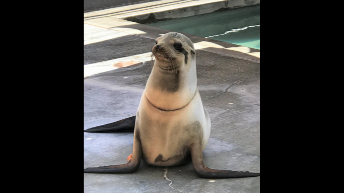 A California sea lion found with a fishing line around its neck and two dozen rocks in her stomach was finally released into the wild after multiple surgeries.