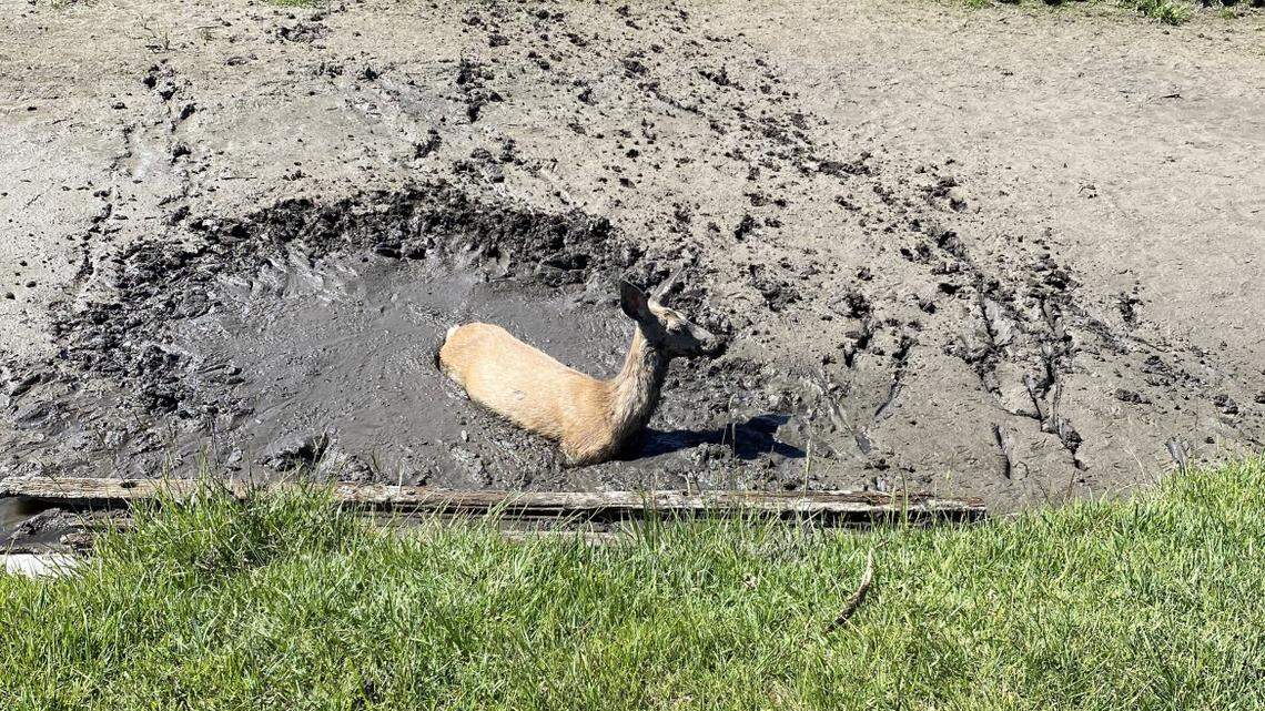 A yearling mule deer sunk into “gooey” mud up to her belly and got trapped.