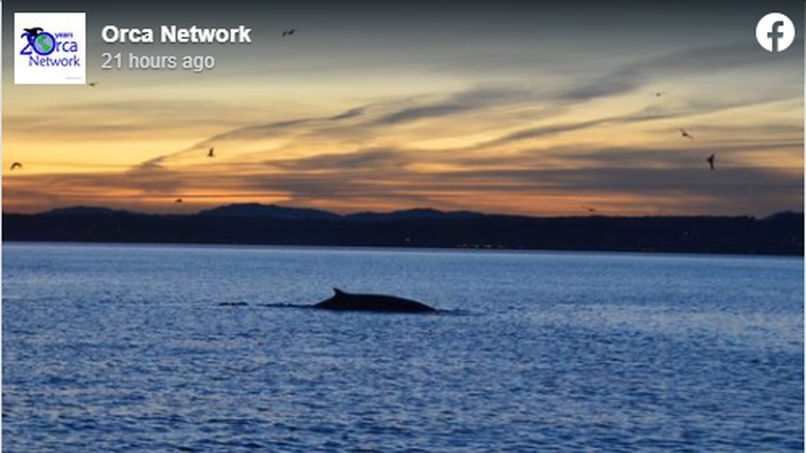 Screengrab of Orca Network on Facebook/Hannah Swanson