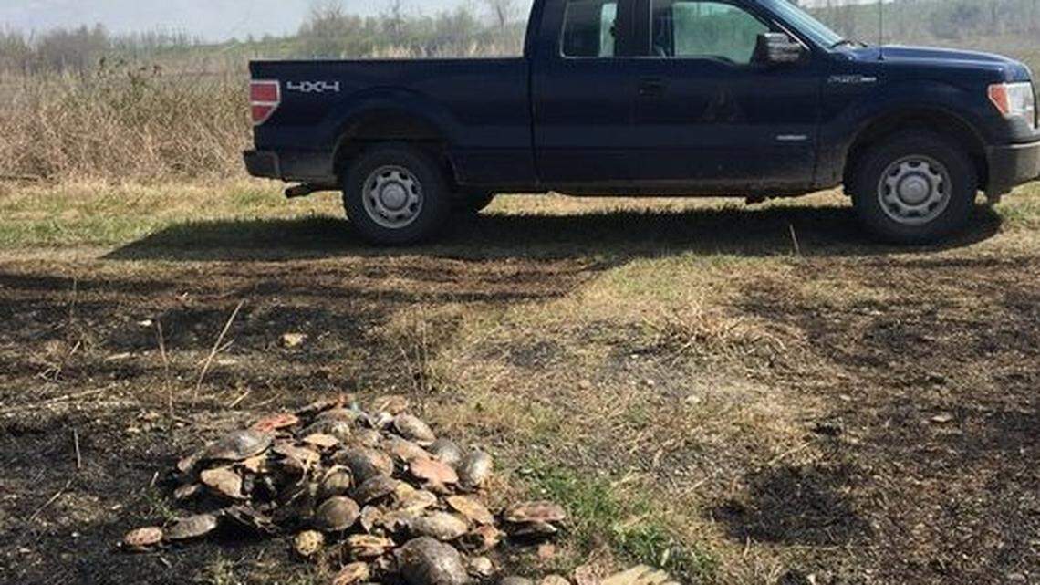 Missouri Department of Conservation officials found a dump site with 163 poached turtles in Hayti, Missouri, and are looking for information on who killed them.