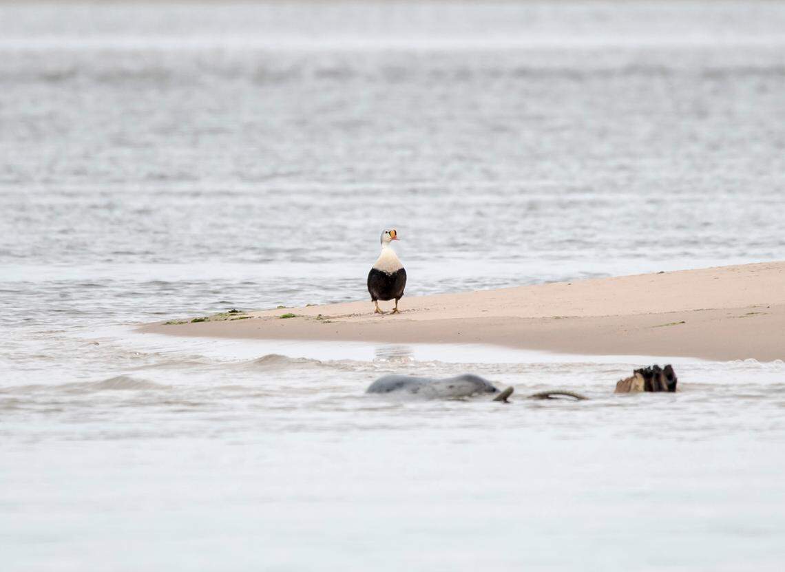 The king eider duck standing alone on the shore