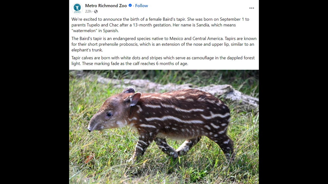 A baby Baird’s tapir was born Sept. 1 at the Metro Richmond Zoo, according to a Facebook post.