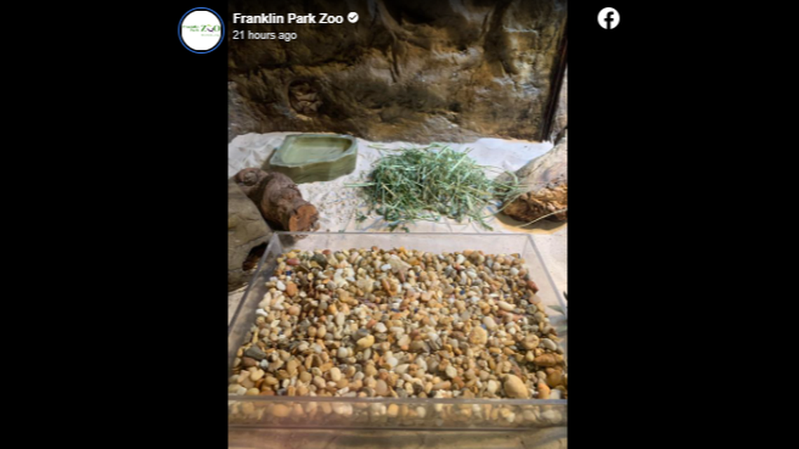 The snake in the photo, a Kenyan sand boa, has eyes on the top of its head to see other animals while burying the rest of its body, according to the Franklin Park Zoo.