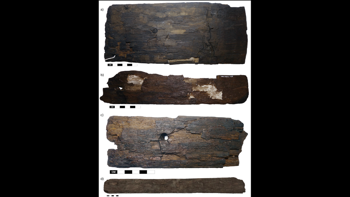 A study of wood reveals Vikings were traveling to North America around 500 years before Christopher Columbus.