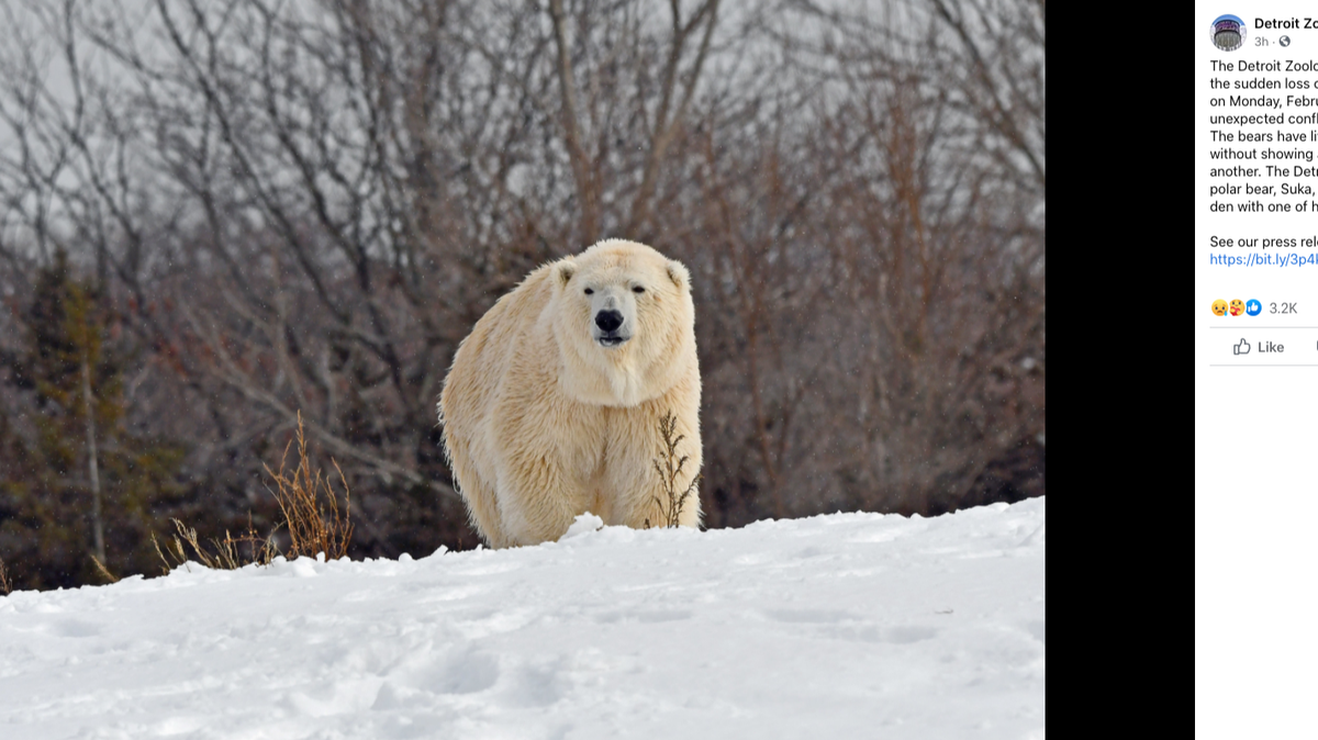 A male polar bear killed a female polar bear in a mating attempt at the Detroit Zoo, officials say. Screengrab from Detroit Zoo on Facebook