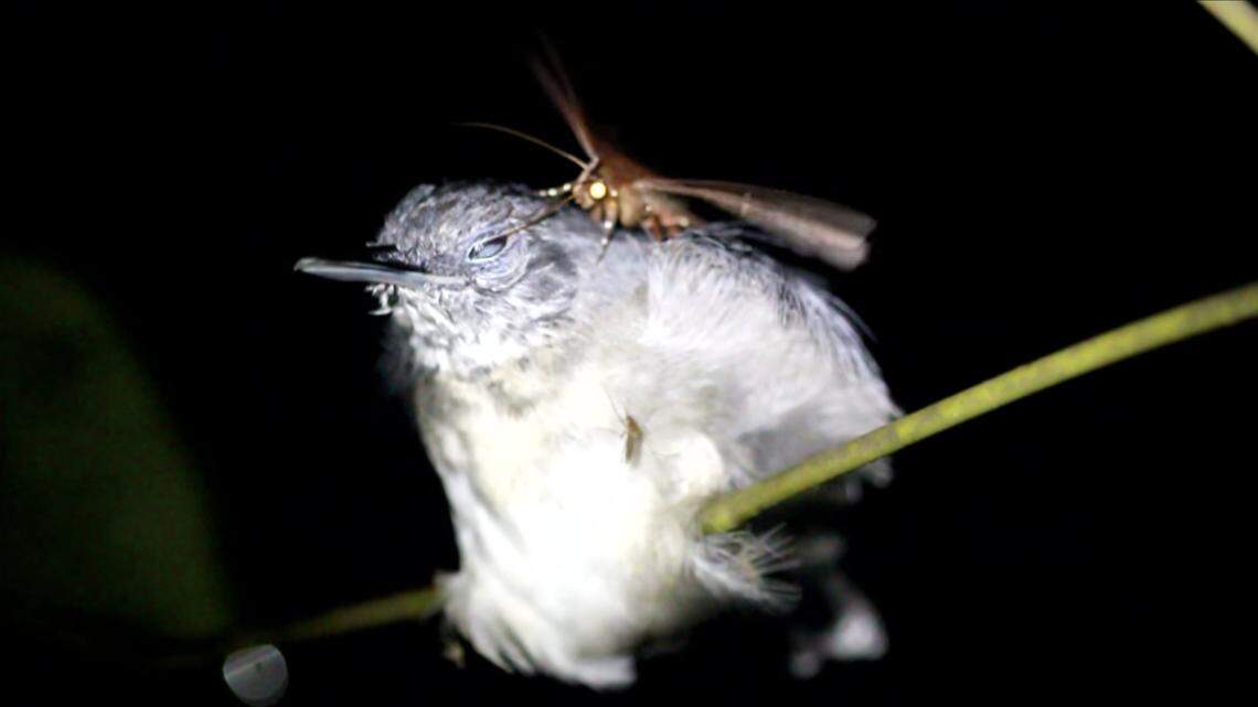 A researcher captured rare video of a moth in the Amazon drinking tears from a sleeping bird’s eye, which the insect likely does to get nutrients like sodium and protein, according to a new report in the journal Ecology.