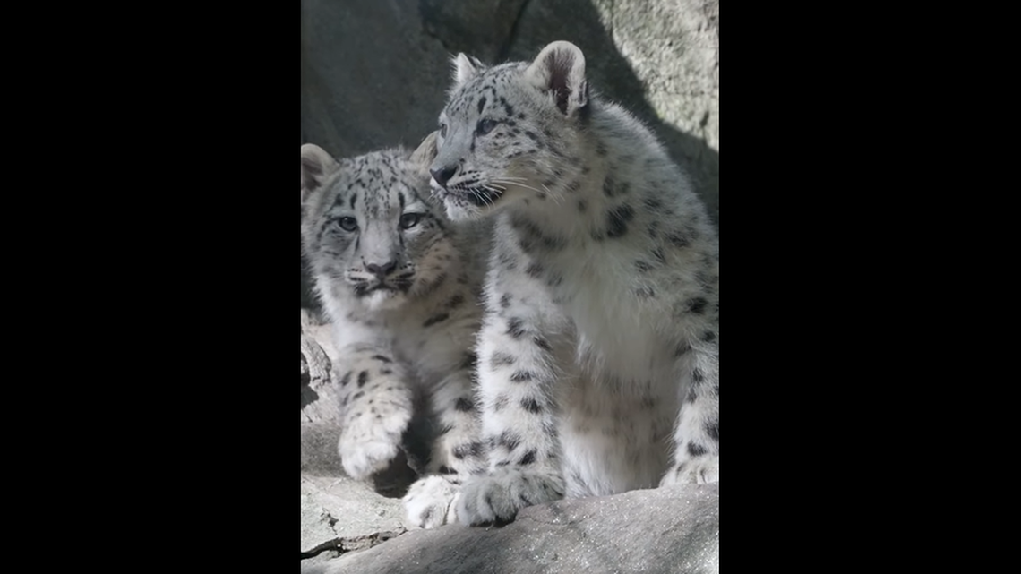 A pair of snow leopards were born at the Bronx Zoo over summer but made their debut in a November video.