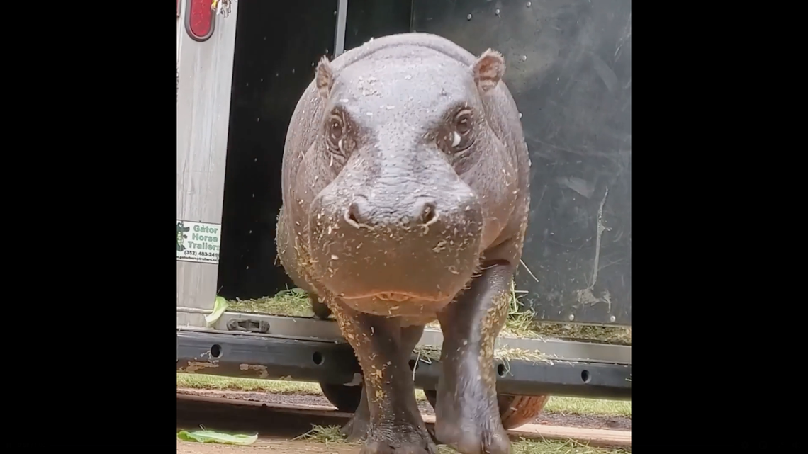 The Greensboro Science Center received an okapi from Disney’s Animal Kingdom and two pygmy hippos from zoos in Florida on Monday for a new exhibit.