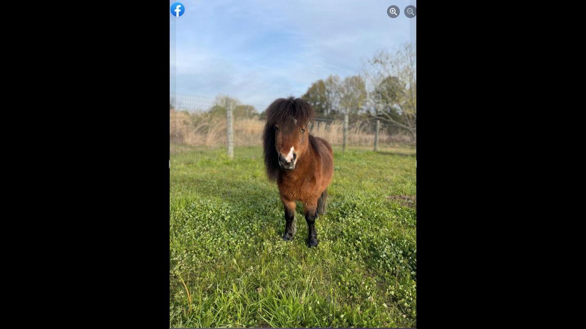 The pony gave officers a run for their money during a “low-speed foot pursuit” through an Alabama neighborhood.