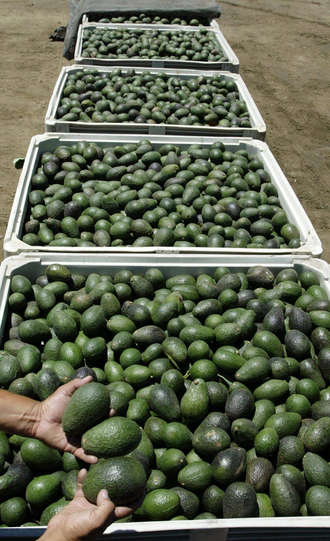Ralph Gonzalez, a field representative of Mission Produce Inc., inspects crates with first class avocados in Oxnard, Calif., in 2004.