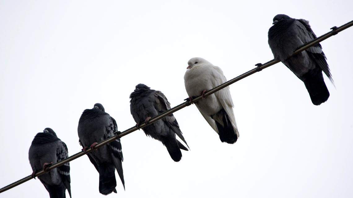 Pigeons sit on a power supply line in Bremen in northern Germany on Nov. 19, 2008.