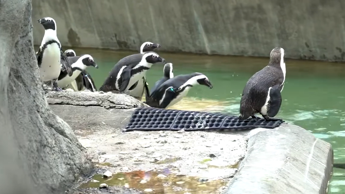 Elrond will join the other penguins at the Memphis Zoo within about two months, according to the zoo’s Nov. 29 news release.