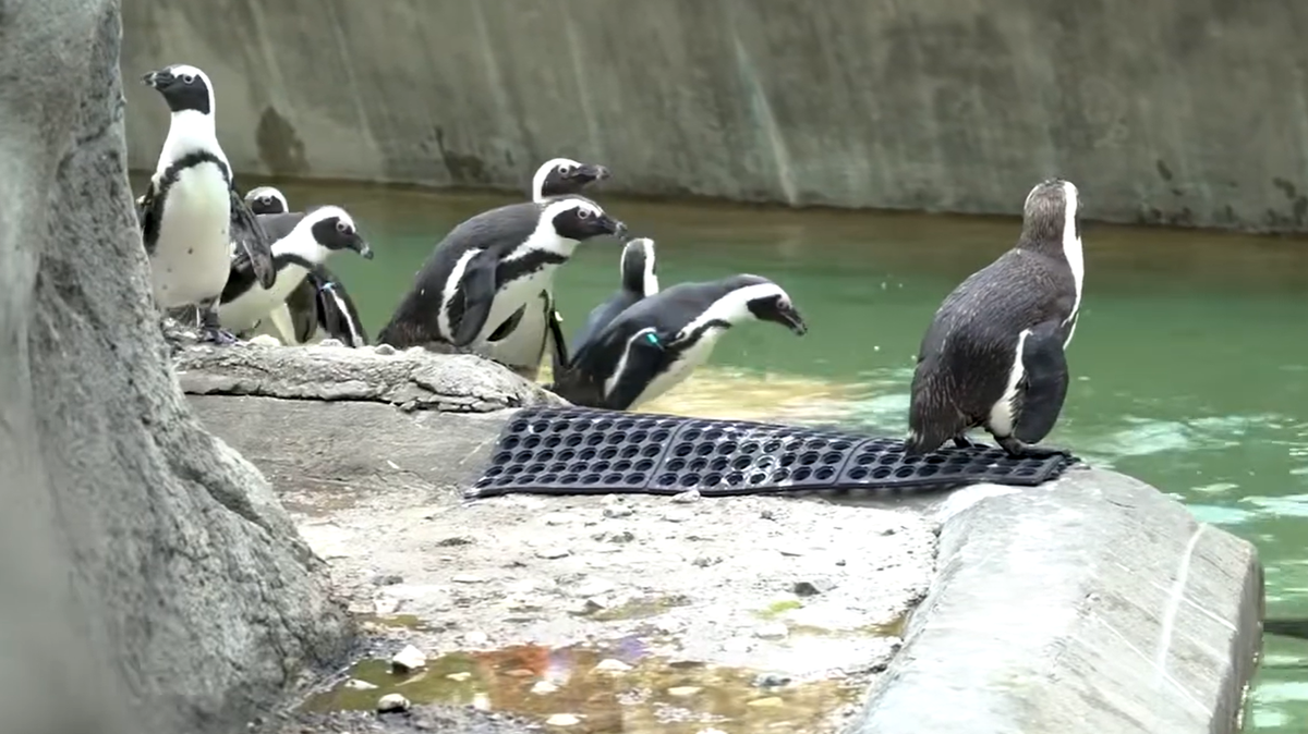 Elrond will join the other penguins at the Memphis Zoo within about two months, according to the zoo’s Nov. 29 news release.