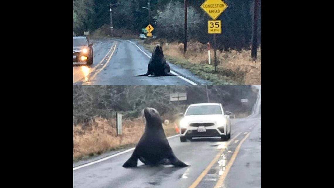A “lost” sea lion wandered onto a highway near Naselle, Washington, and blocked traffic, according to police. A State Patrol trooper caught photos of it.