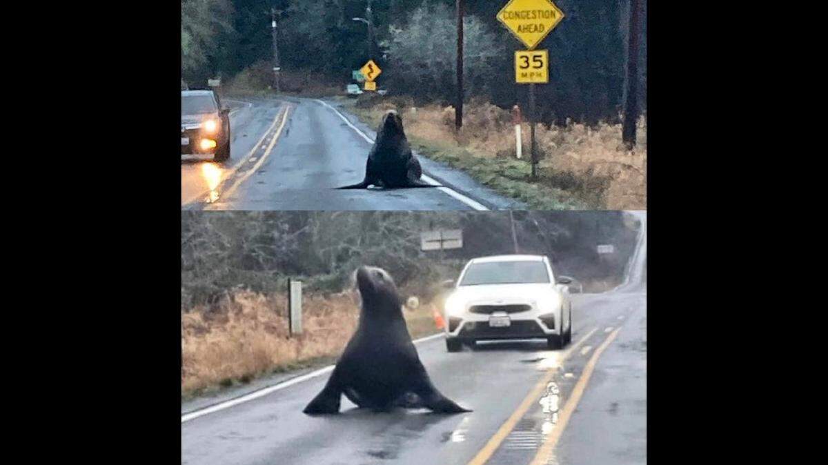 A “lost” sea lion wandered onto a highway near Naselle, Washington, and blocked traffic, according to police. A State Patrol trooper caught photos of it.