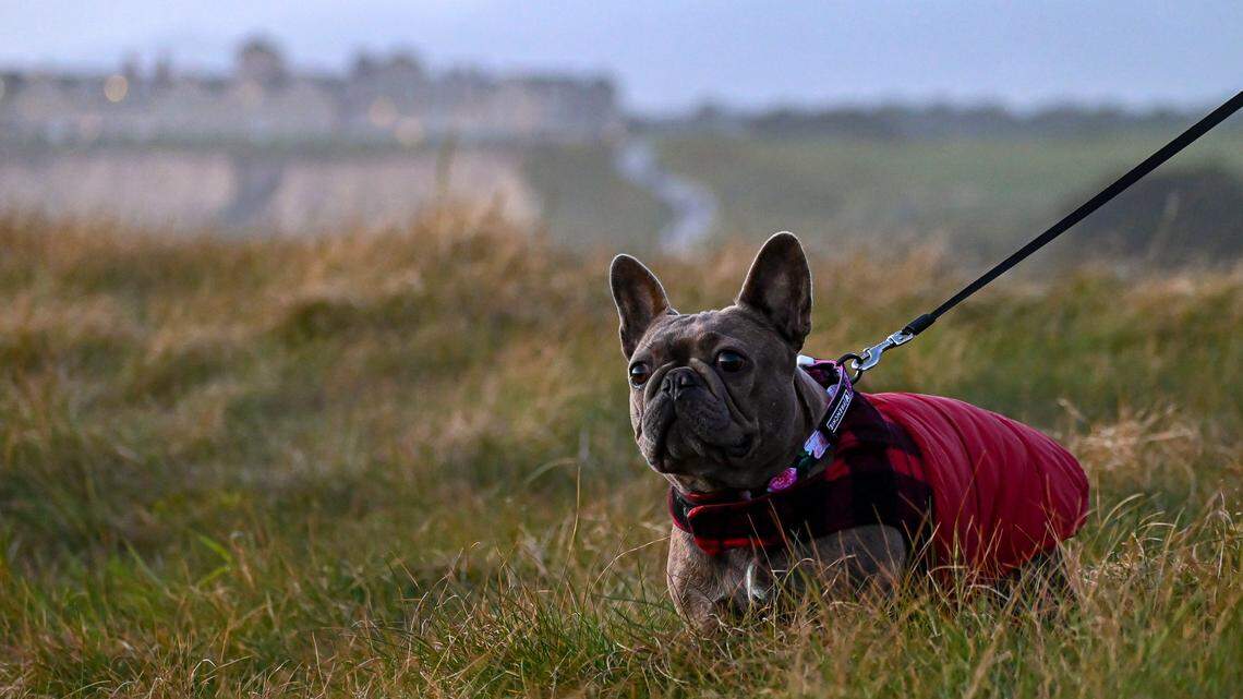 Veterinary experts suggest that some dogs may need an extra layer of protective clothing for winter.