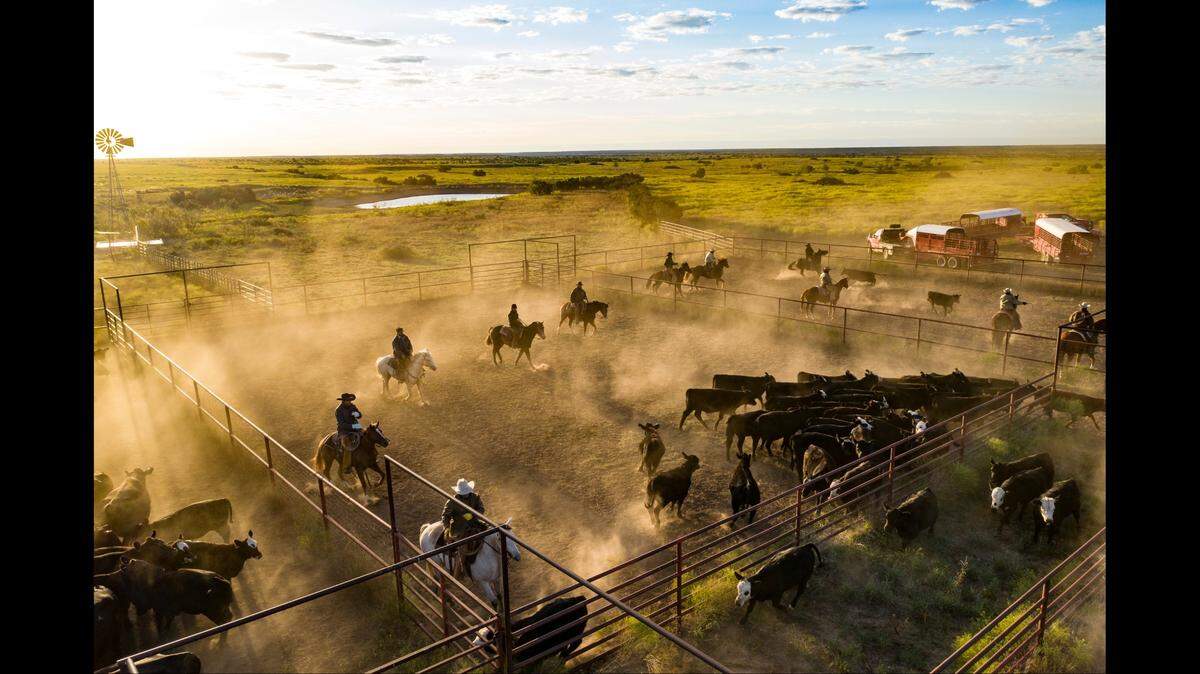 The Four Sixes Ranch is known for its quarter horses and cattle that graze on bluestem and native pasture. Photo from Chas S. Middleton and Son.