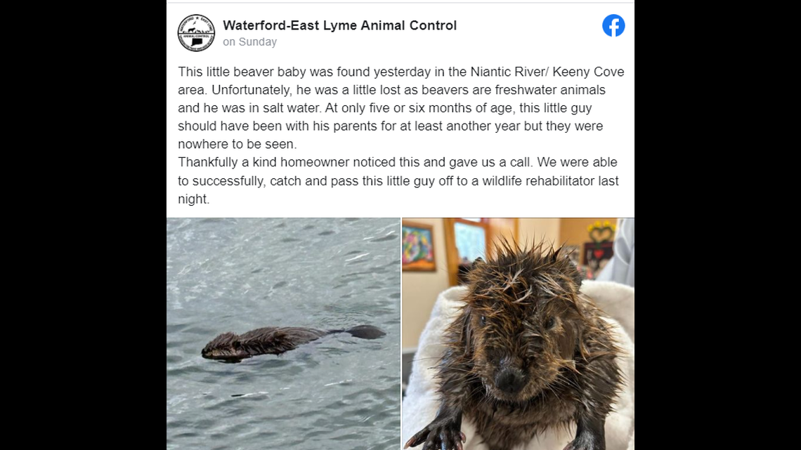 A baby beaver was spotted swimming in a saltwater river without its parents, according to a Connecticut animal shelter.