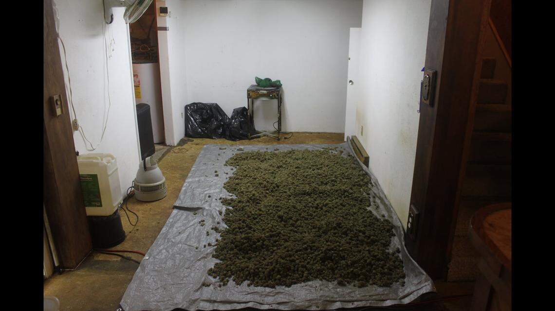 A businessman who owns six properties in Port Angeles, WA used the facilities for an illegal pot growing and processing operation. Cops seized 370 pounds of weed.
