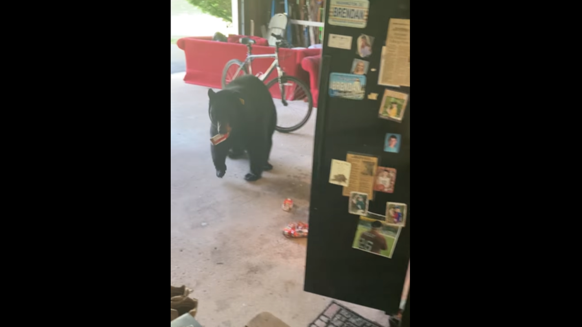 A black bear was caught on video breaking into a Connecticut man’s refrigerator for some chocolate milk.