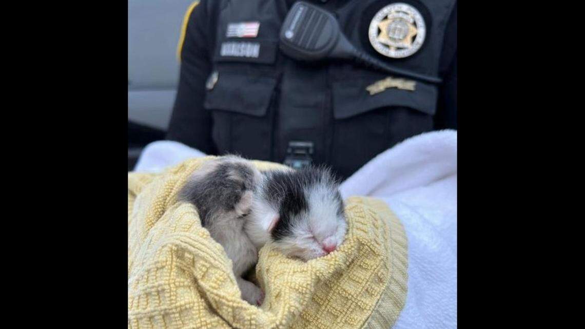 The woman discovered that the “trash” was actually two kittens, police said.
