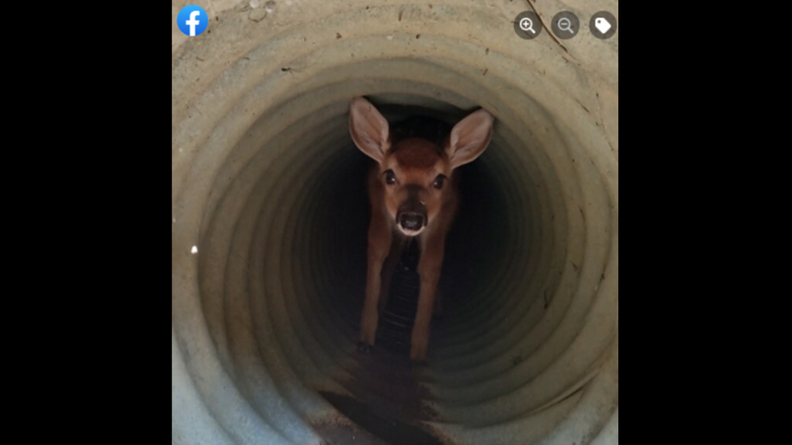 Firefighters monitored the air quality in the drain as they carefully removed the deer.