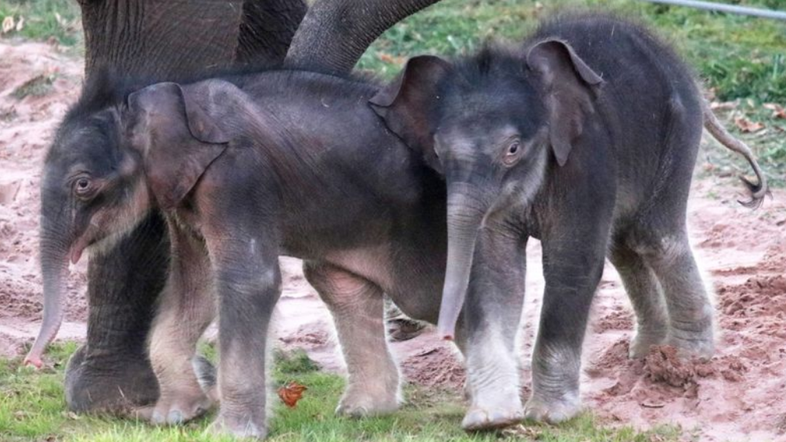 An Asian elephant gave birth to male twins at the Rosamond Gifford Zoo in Syracuse, New York, in October, marking the first-ever case of surviving elephant twins in the United States, the zoo said.