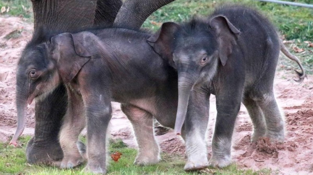 An Asian elephant gave birth to male twins at the Rosamond Gifford Zoo in Syracuse, New York, in October, marking the first-ever case of surviving elephant twins in the United States, the zoo said.