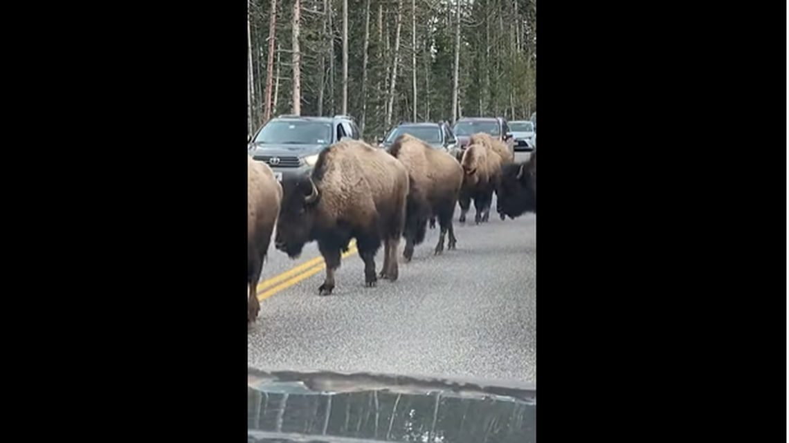 A large bison herd blocked cars from moving and caused a traffic jam at Yellowstone National Park, video shows.