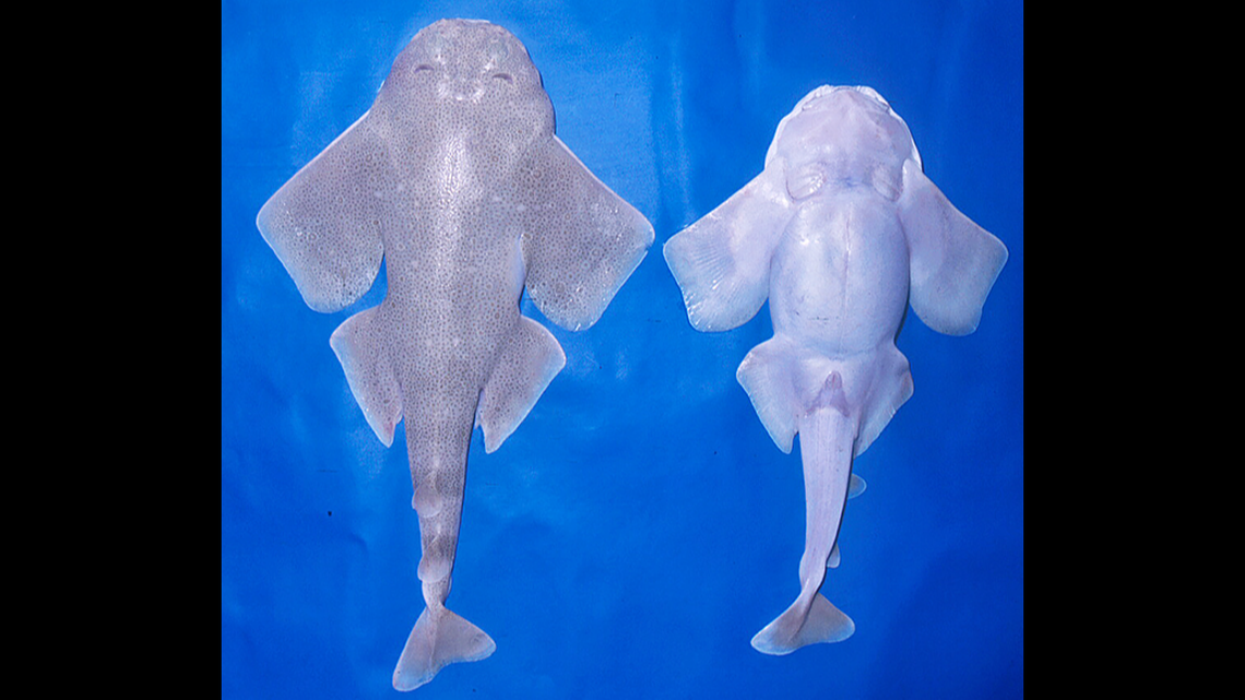 A juvenile male Squatina leae.