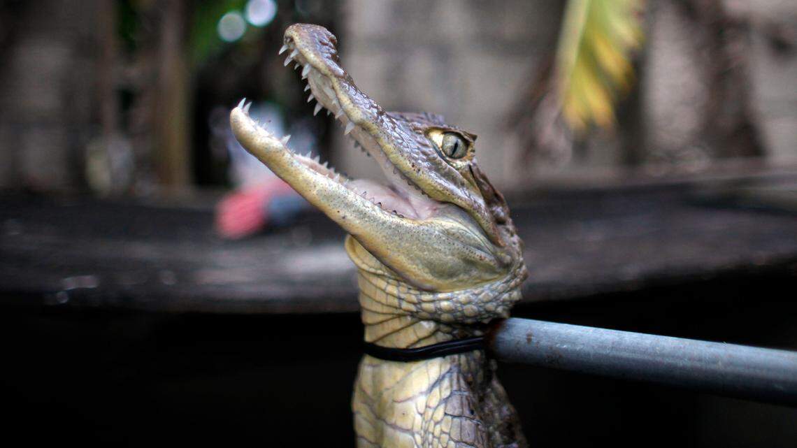A caiman is held by its neck with a pole in a holding tank. Caimans are native to Central and South America, but were introduced to Puerto Rico by stores such as Woolworths that sold baby caimans the size of lizards as pets during the 1960s and 70s. When the caimans began to grow, people released them into the wild, where females rapidly reproduced, laying up to 40 eggs at a time.
