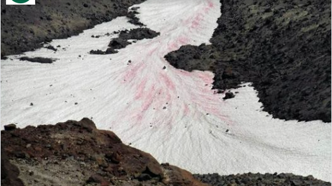Watermelon snow is causing Mount St. Helens to turn pink, experts say. Here’s how