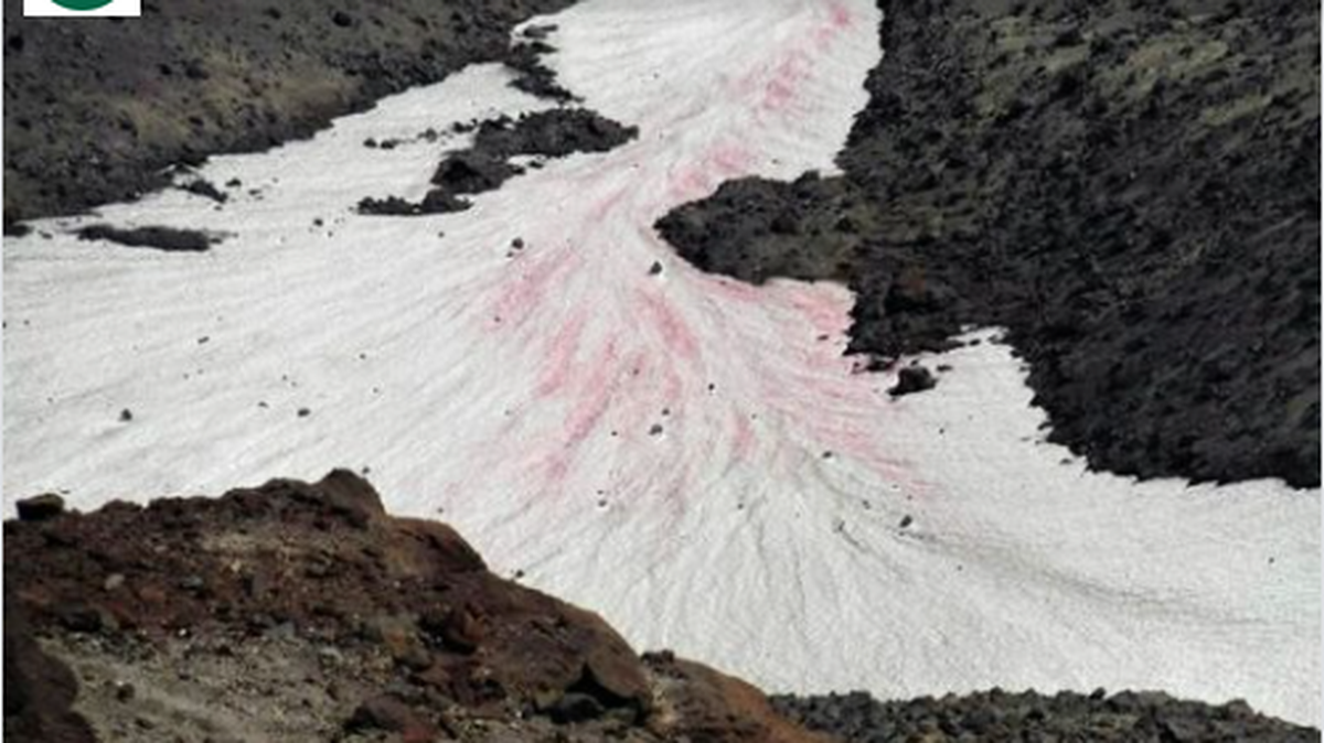 Pink snow on Mount St. Helens is caused by green algae that loves the cold, Gifford Pinchot National Forest officials said.