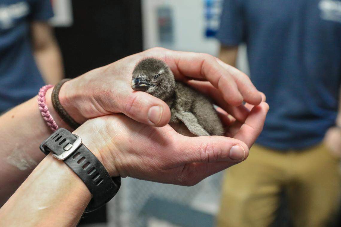 The chick has not yet been given a name