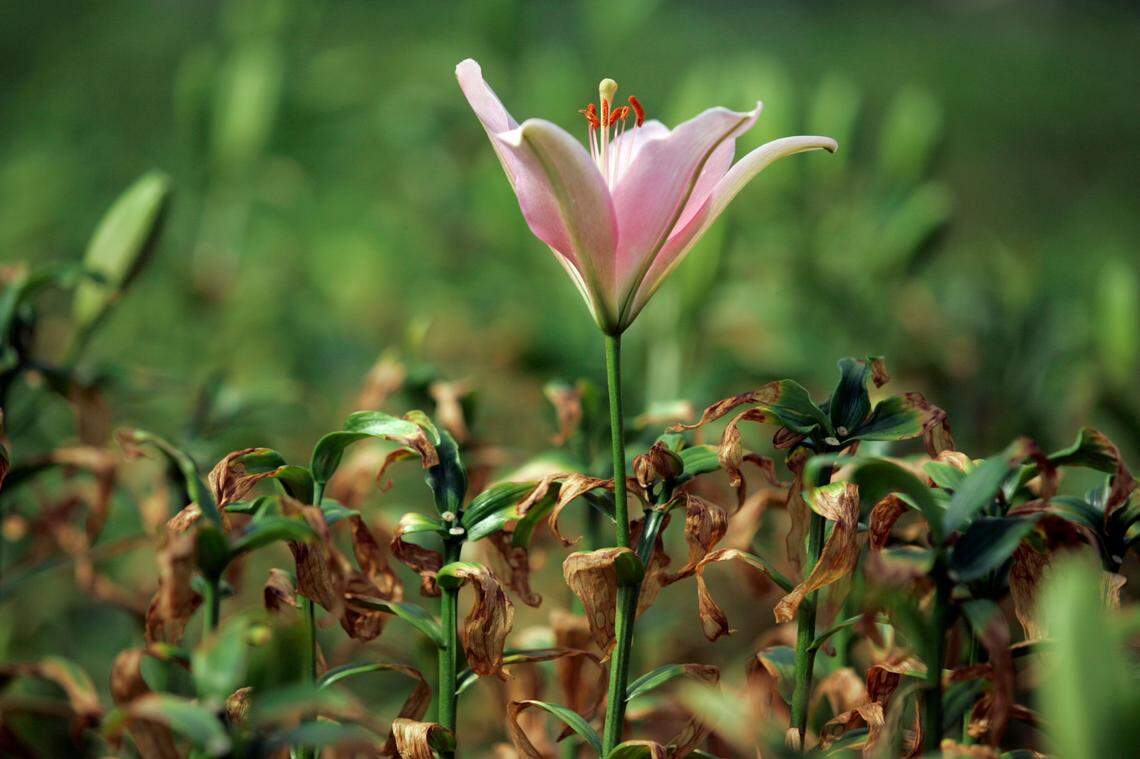 An Asiatic lily rises above its vog-damaged leaves, Wednesday, April 30, 2008, at the McCall Flower Farm in Wood Valley near Pahala on the Big Island of Hawaii. Big Island crops are shriveling as sulfur dioxide from Kilauea wafts over them. People are wheezing and students are taking recess indoors. High gas levels even forced Hawaii Volcanoes National Park to close several days this month, causing evacuation of thousands of visitors. Residents of this volcanic island are used to toxic gas. But the new developments are forcing some farmers to think about growing different crops and some residents to worry about their health. (AP Photo/Chris Stewart)
