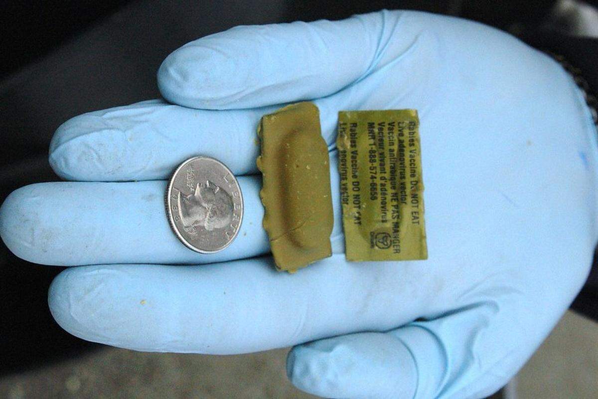 Oral rabies vaccine tablets are coated with fishmeal to attract raccoons.