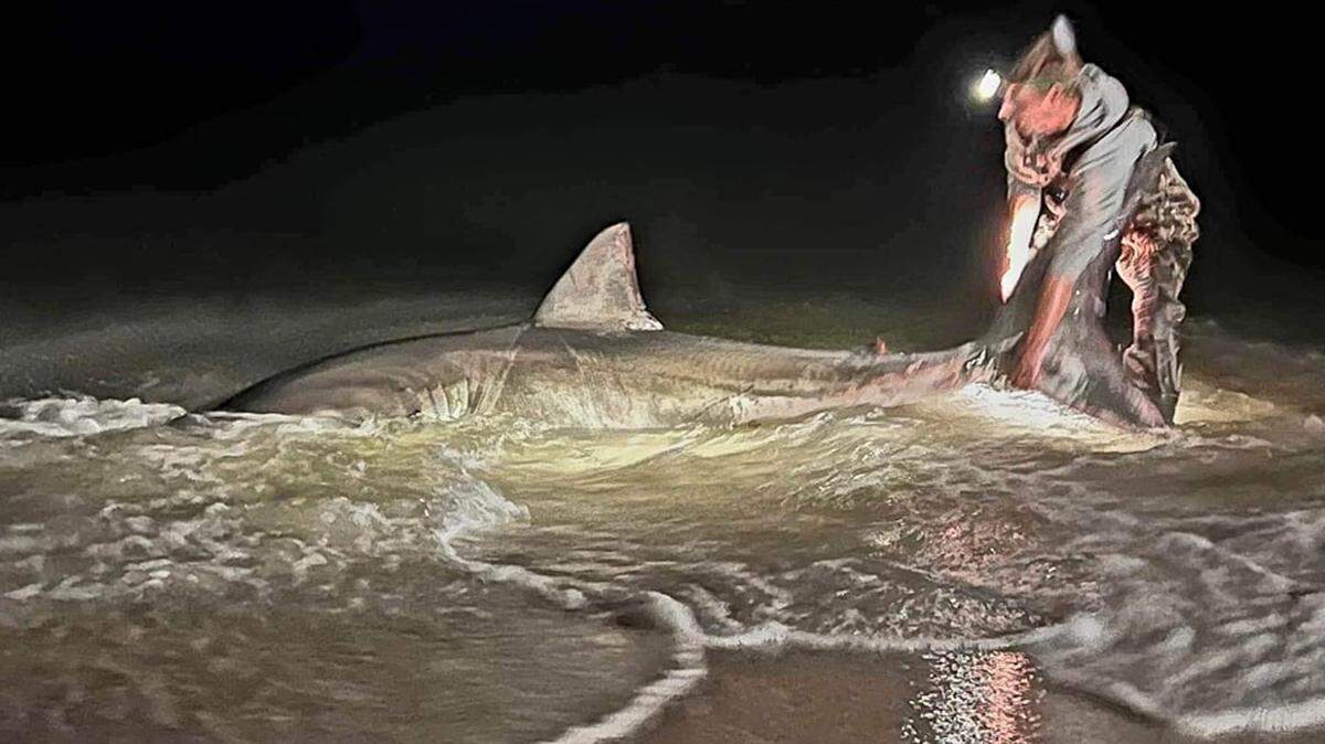 The anglers spent just over 30 minutes trying to bring the shark in, then immediately returned it to the gulf.