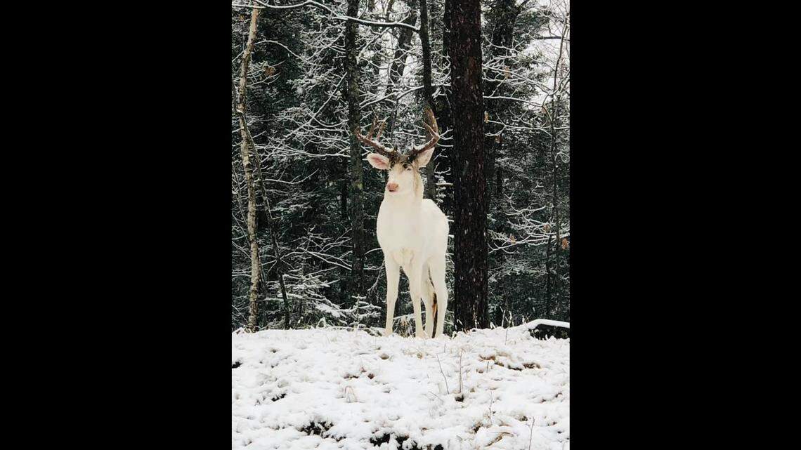 A Wisconsin photographer captured a rare albino buck in a picture, the Vilas County Sheriff’s Office said. Albinism only shows up in one in 30,000 deer.