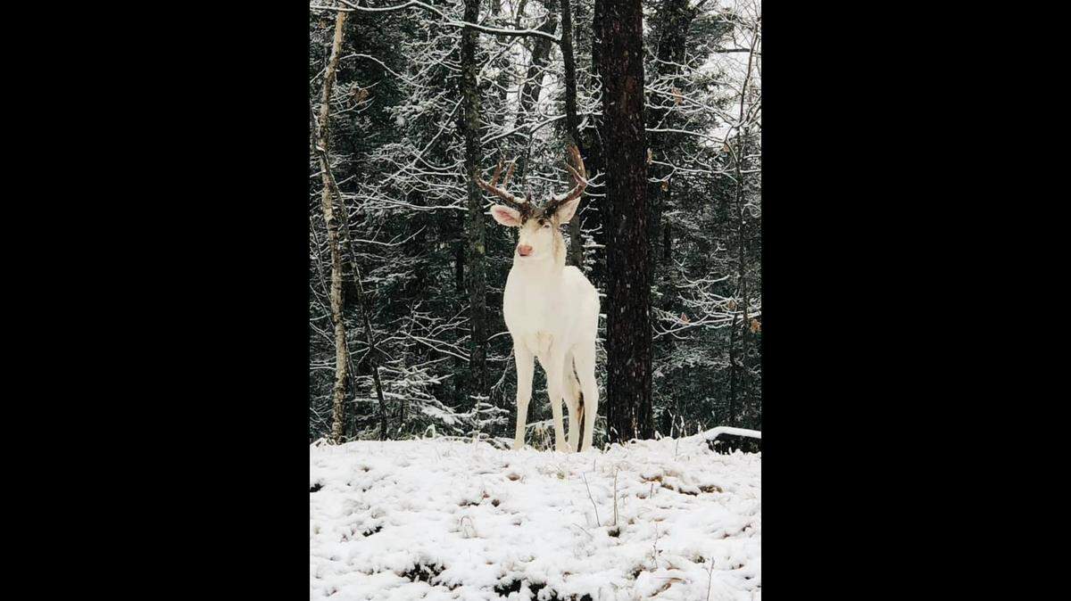 A Wisconsin photographer captured a rare albino buck in a picture, the Vilas County Sheriff’s Office said. Albinism only shows up in one in 30,000 deer.