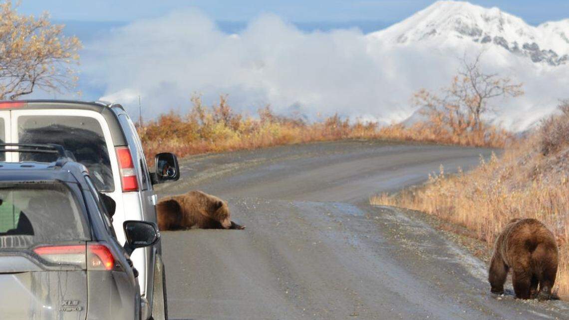 Denali National Park and Preserve in Alaska said bears are lounging in the middle of muddy roads in the morning.