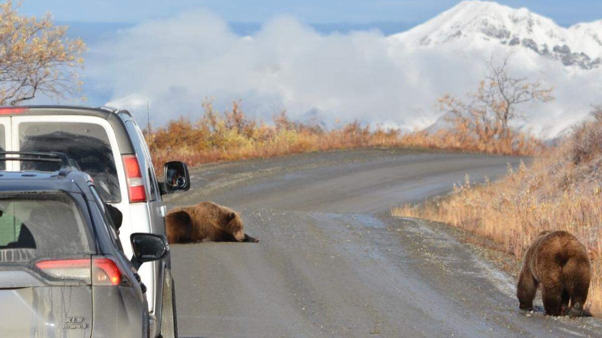 Denali National Park and Preserve in Alaska said bears are lounging in the middle of muddy roads in the morning.