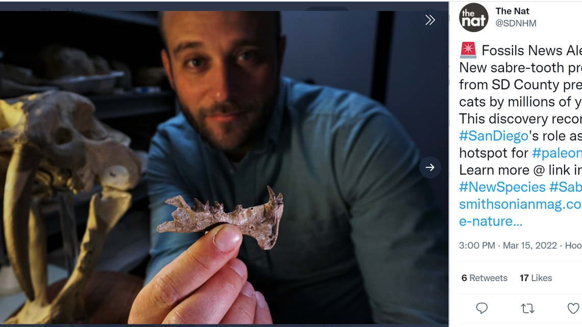 Ashley Poust, a paleontologist with the San Diego Natural History Museum, holds up a Diegoaelurus fossil. The newly-identified fossil belongs to the oldest-known saber-toothed species to exist.