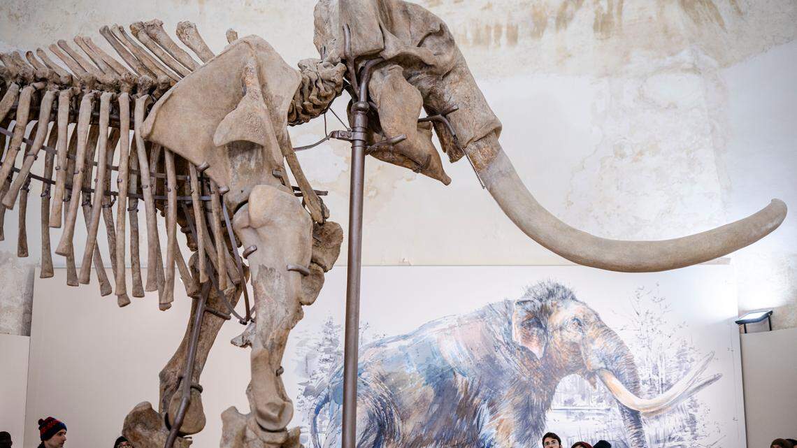 Testing of blood protein residue revealed that early indigenous North American people likely hunted and butchered mammoths, researchers said.