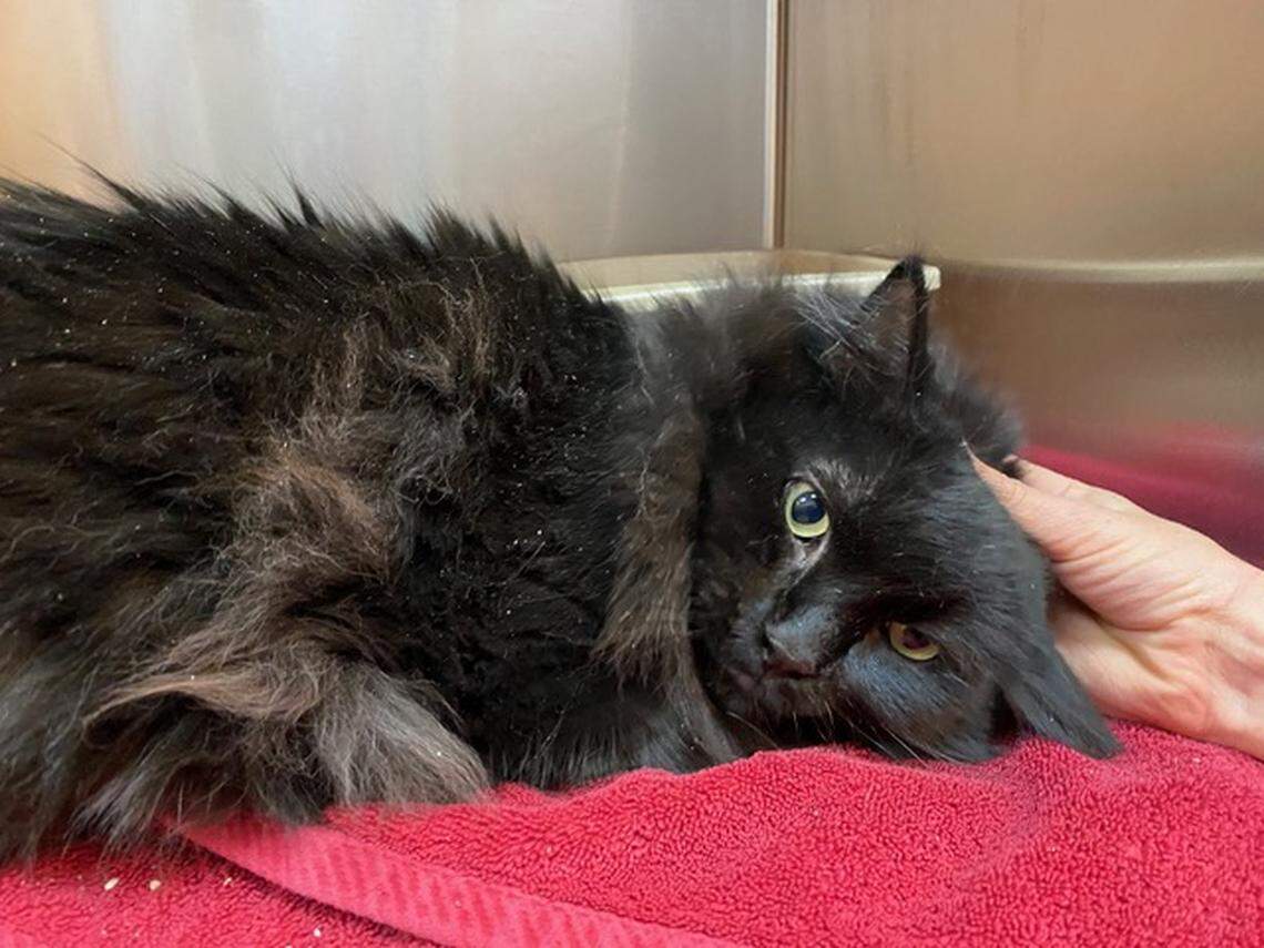 Sasha the cat, pictured here, was found recently wandering the streets of Santa Fe, New Mexico, according to rescuers.