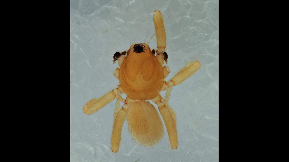 A male Ogata-Yoroi-Danigumo.