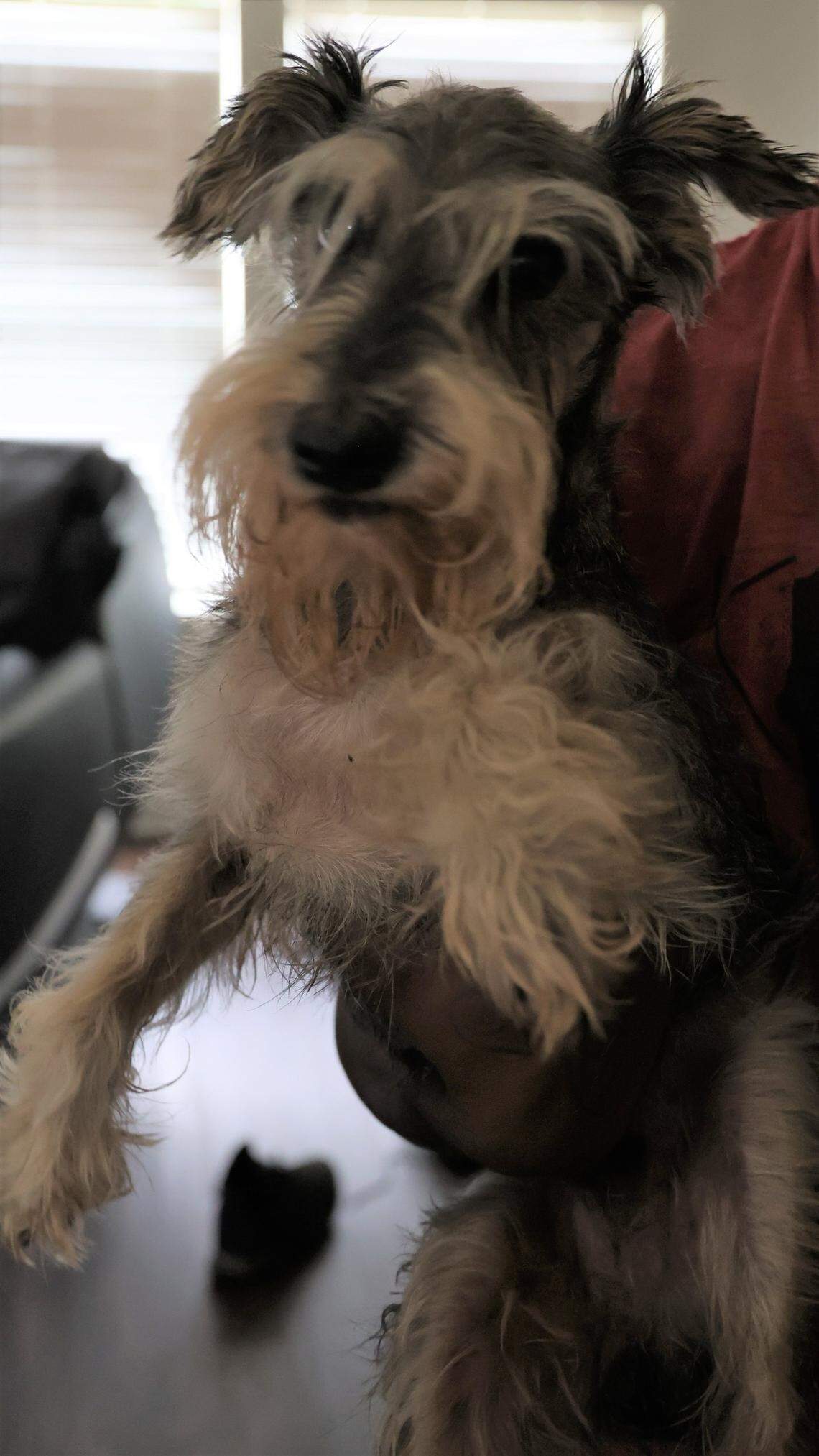 Multiple crews in Indiana were called to help rescue a dog after his paw got stuck in a bathtub drain.