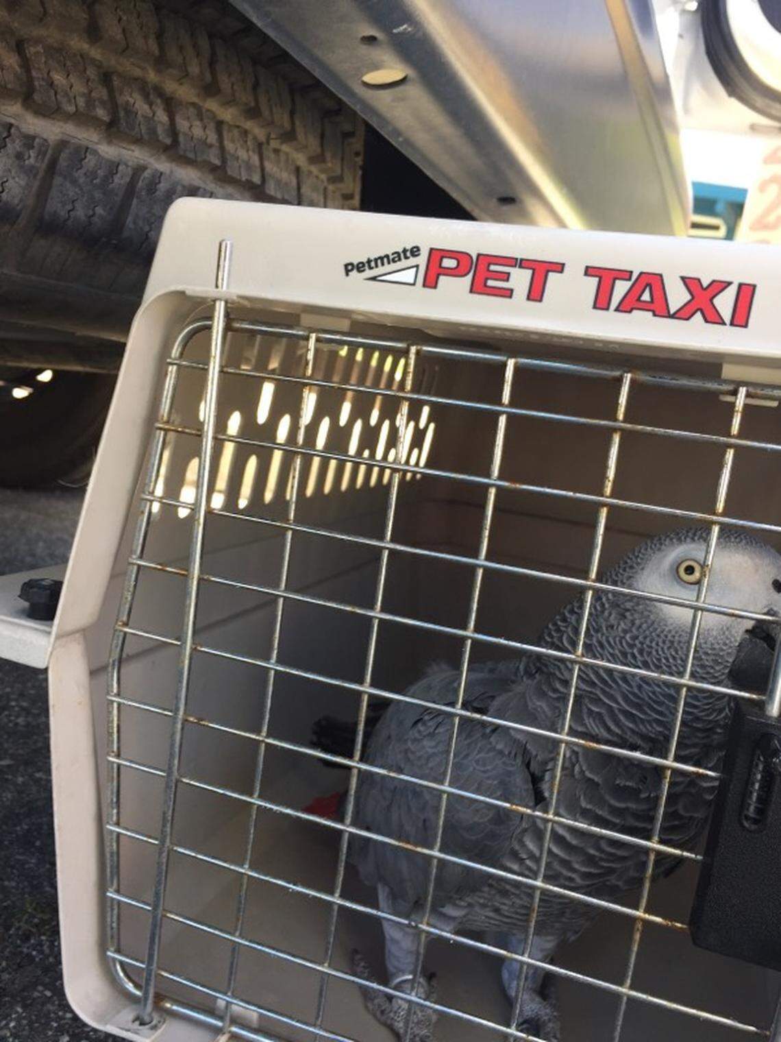 Deputies described the animals as in “good” or “fair” condition.