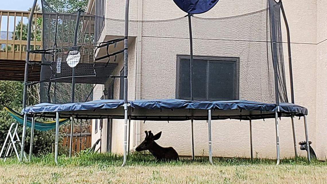 Deer attacks 5-year-old boy in his backyard, Colorado wildlife officials say