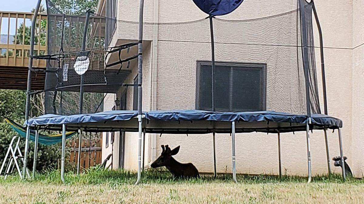 This deer attacked a 5-year-old boy who was playing with his father on the trampoline in the backyard of their Colorado Springs home on Thursday, June 4, 2020.